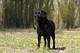 LABRADOR 1010
